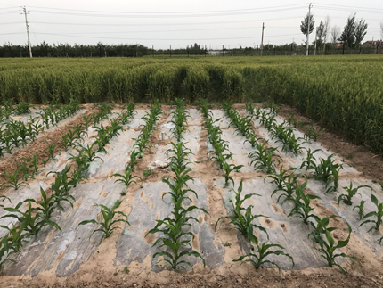 Plastic mulch between young rows of corn