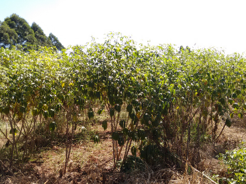 Liming And Phosphorus Increase Cassava Yields | Soil Science Society Of ...