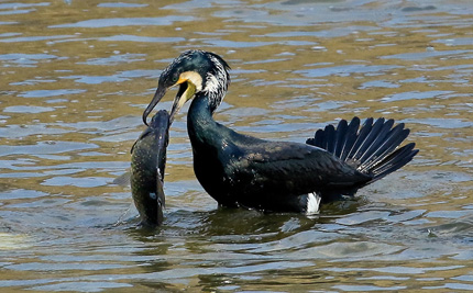 Great cormorant in the reservoir with a fish