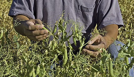 Chen in Montana pea field