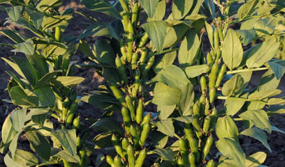 Hardy faba bean plants after winter