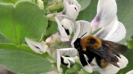 The strong, sweet smell of faba bean flowers attracts pollinators such as bees