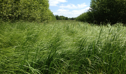 Poplar trees and cordgrass alley cropping