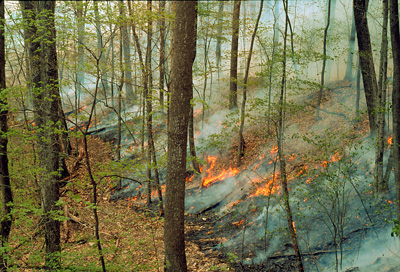 Prescribed forest fire