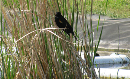 Red wing black bird on cattails