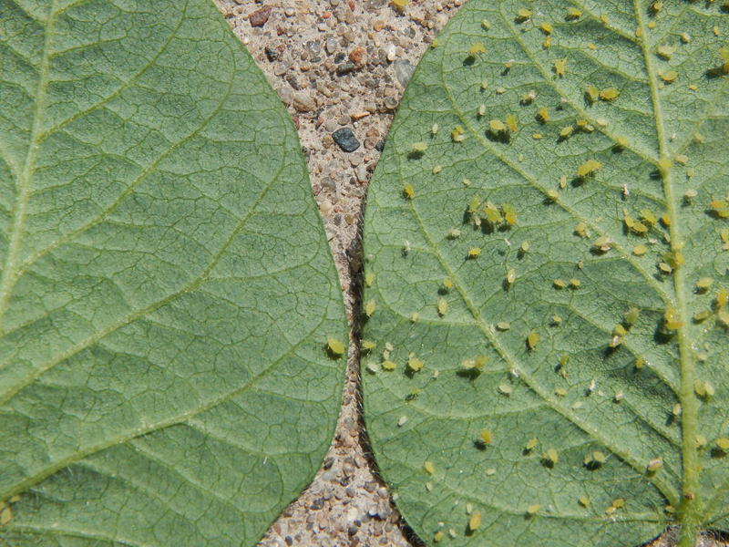 leaf without aphids next to leaf covered in aphids.