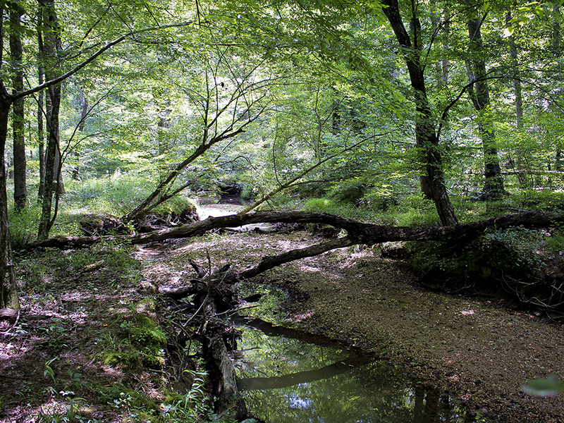 Stream in forested area.