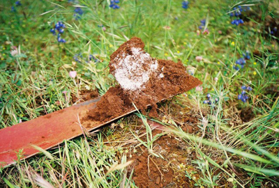 A spade full of soil shows a white salty portion in the brown soil. Surrounding it is grass and blue grape hyacinth flowers.