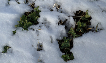 Autumn-sown winter peas in snow