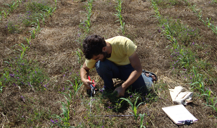 Sampling hairy vetch after roller crimper