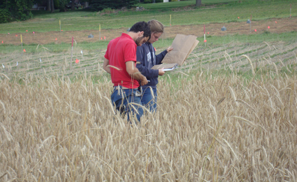 sampling cereal rye in organic winter wheat field