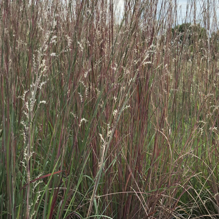 Tallgrass prairie grasses, little bluestem and big bluestem, growing in a reconstructed prairie.