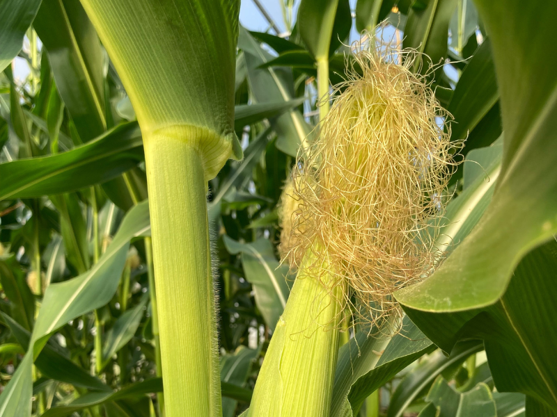 New Research Lends An Ear To How Drought Impacts Corn Yields 