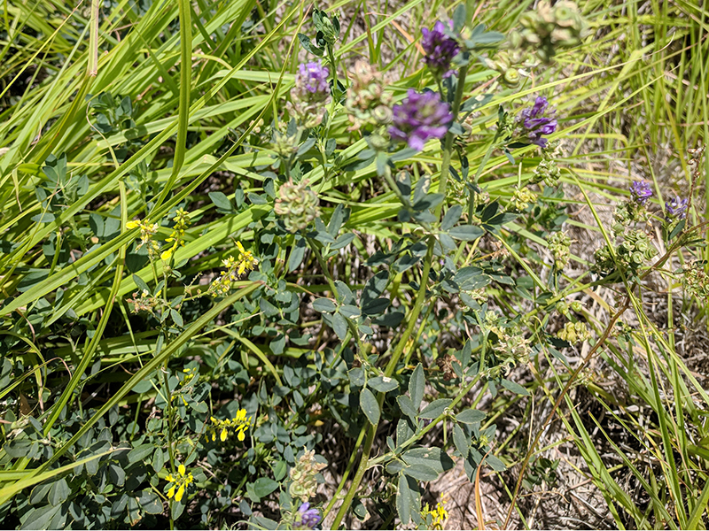 alfalfa and grasses with purple and yellow blossoms.