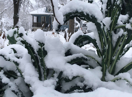 Arched and snow-covered kale leaves in a garden with a bungalow home in the background