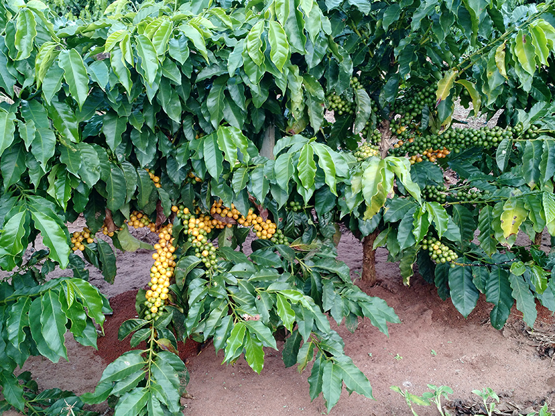 coffee plants with berries