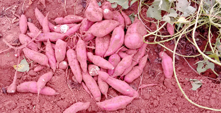 Sweet potato roots in a field of reddish soil