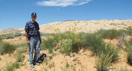 Sand sunflower is only found on Arizona and Utah sand dunes