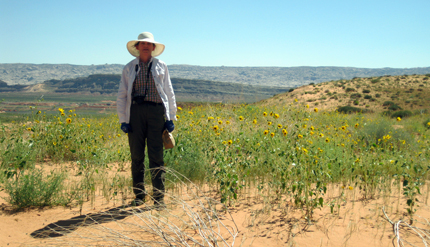 Sand sunflower on Utah sand dunes