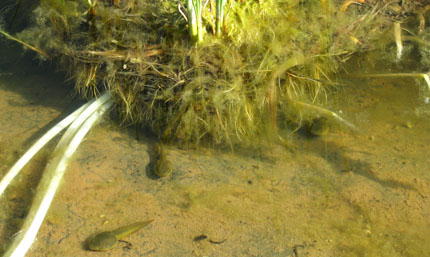 Tadpoles in engineered floating wetland