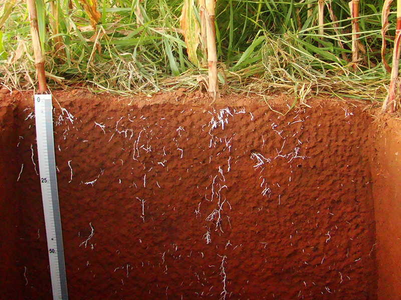 soil profile under corn