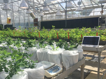 Rows of peanut plants in a greenhouse. The base of each potted plant is wrapped in a white bag. A computer is at the bottom of one row, and an electronic scale is at the bottom of another..