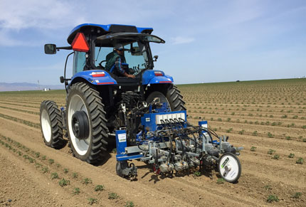 Robotic weeder attached behind tractor between rows of tomato plants