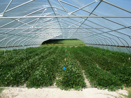 Rows of peanut plants in sandy soil outdoors under a rain shelter.