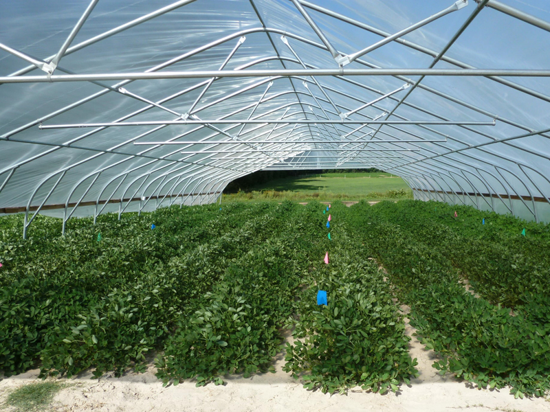 peanuts growing in greenhouse