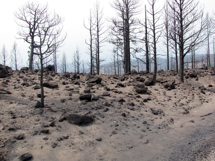 Barren hillside with sandy soil and burned tree trunks