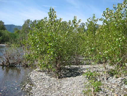 poplar trees on river bank