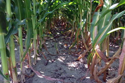 Close-up view of stalks of two rows of corn. Left row is dark green, right row is lighter green with white stripe through leaves.