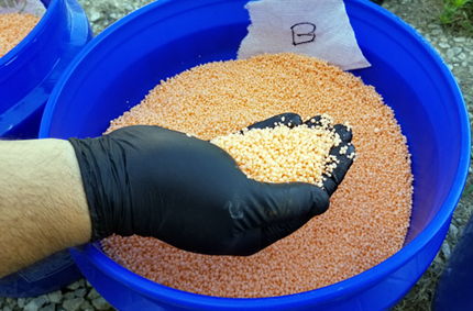 Gloved hand scooping up yellow granules of treated urea from blue bucket