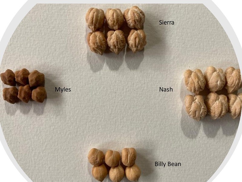 four groups of six chickpeas labeled with variety. Varieties include Sierra, Nash, Billy Bean, and Myles.