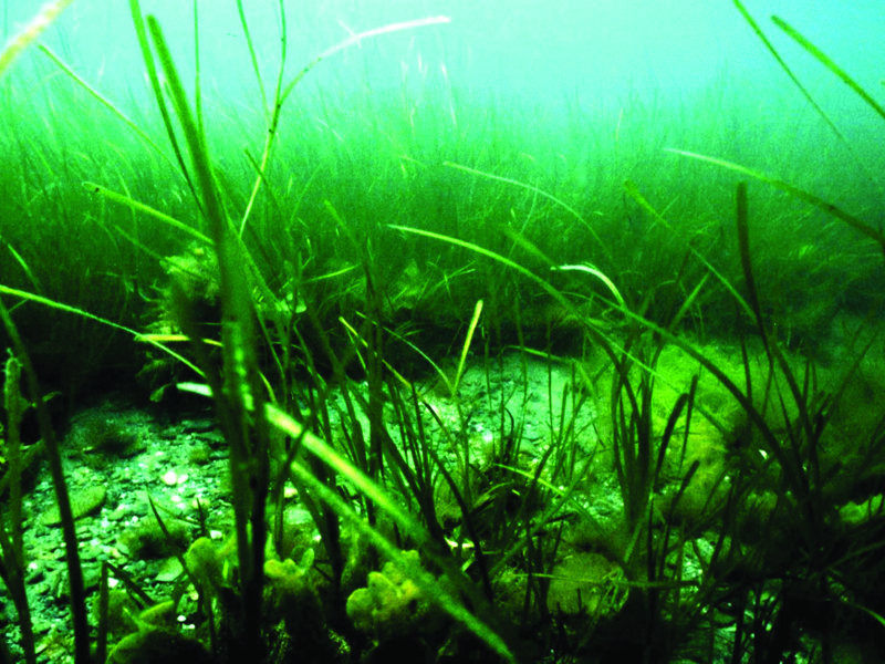 Eel grass growing underwater