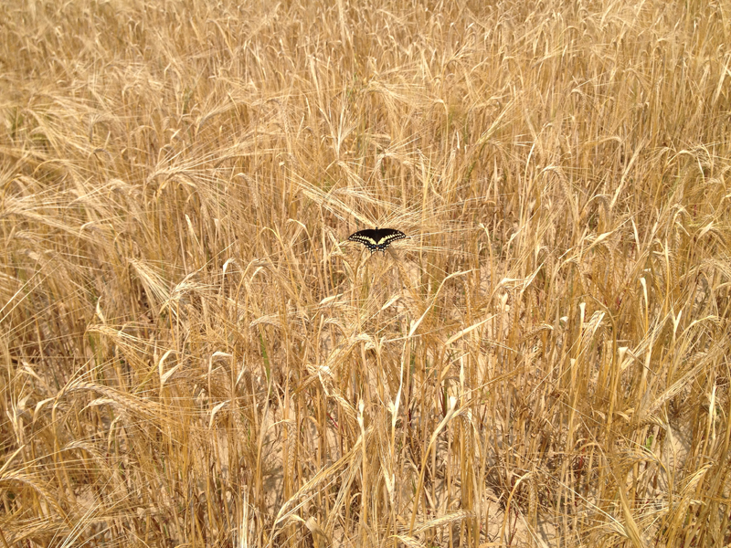 Butterfly on wheat in field.