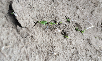 Autumn-sown pea emerging from soil crust