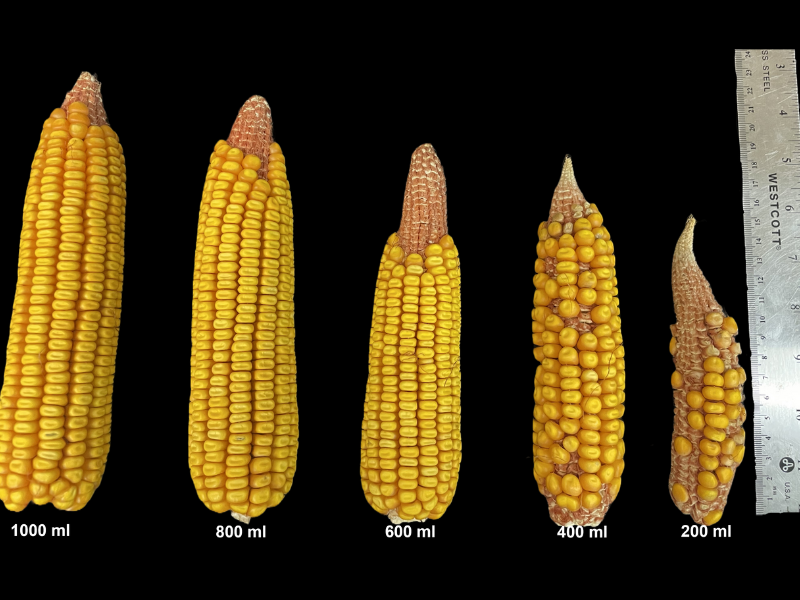 five labeled cobs of corn of different sizes and ruler