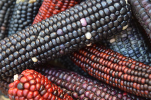 Colorful varieties of maize