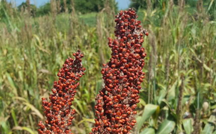 Red sorghum