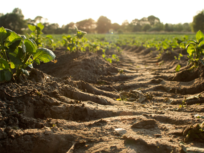 soil in a row of crops