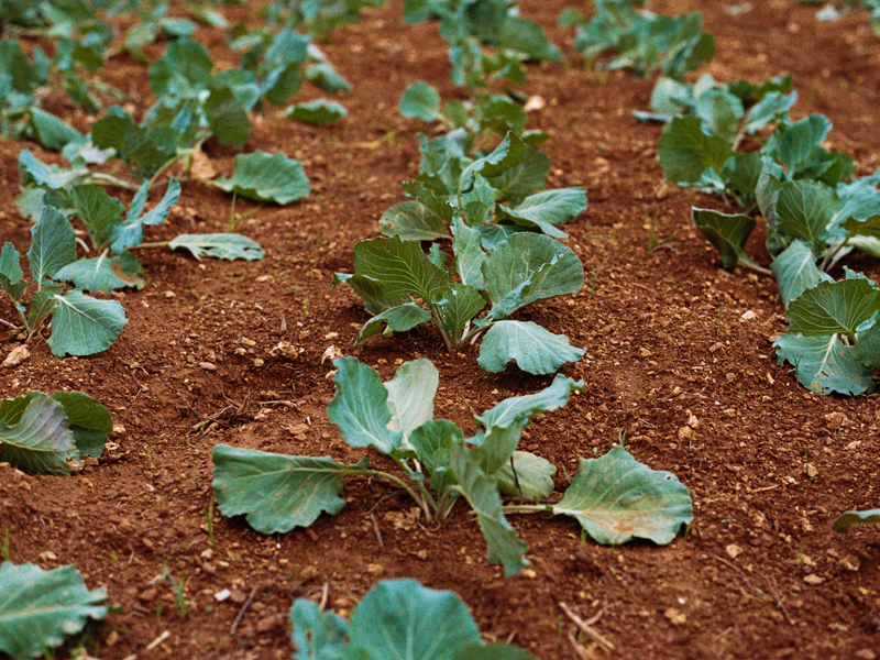 crops in field