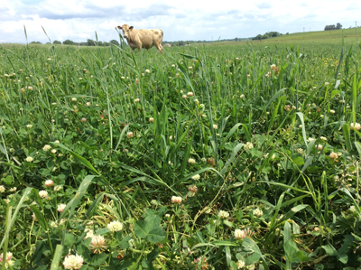 Cattle grazing in mixed forage field