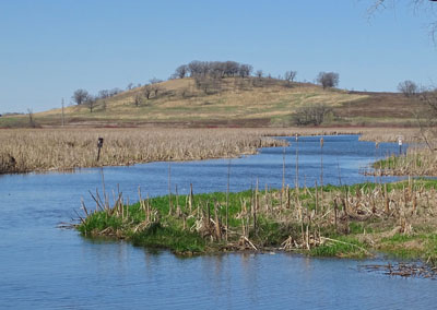 Flowage through marshy conservancy in spring