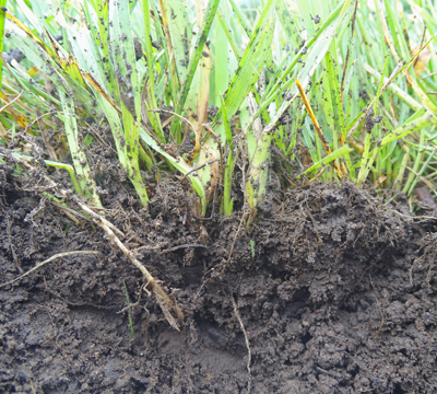 Clump of soil beneath turfgrass