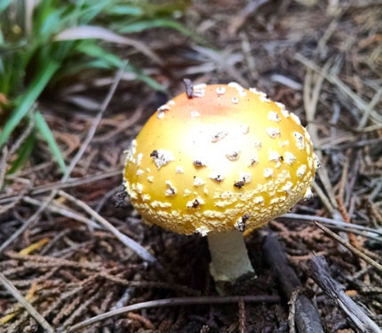 Amanita muscaria