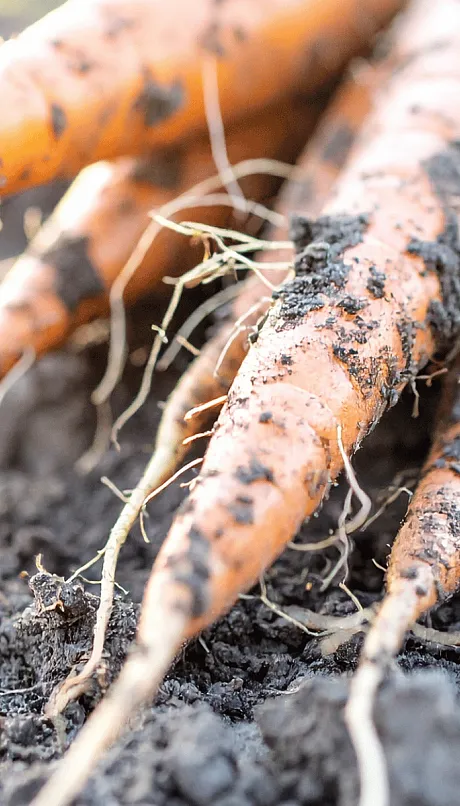 close up of freshly pulled carrots from dark soil
