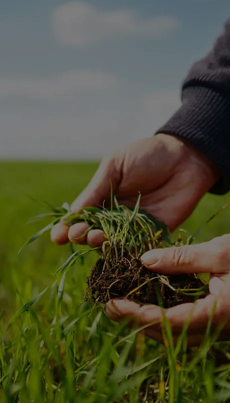 Hands holding soil near the ground