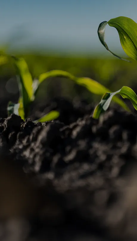 Soil with crop growing background image