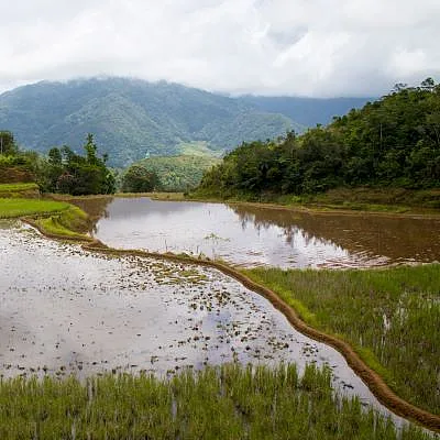 rice-terracing